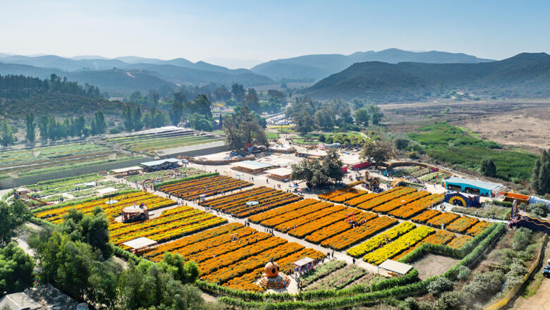 Confirma SECTURE Ruta de las Flores de Baja California