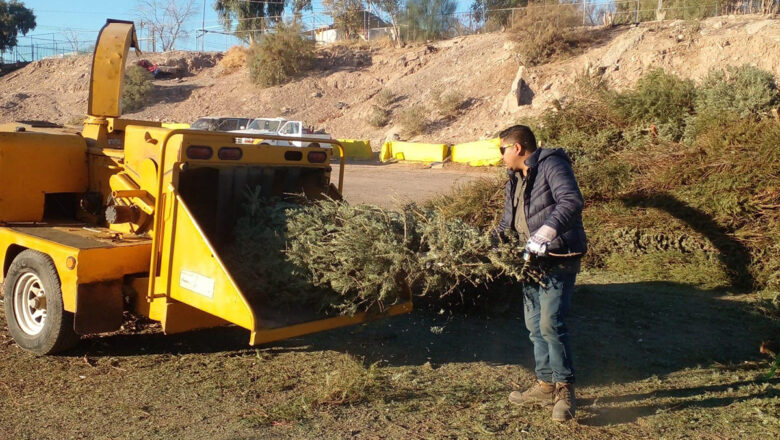 Últimos días para reciclar pinos navideños 