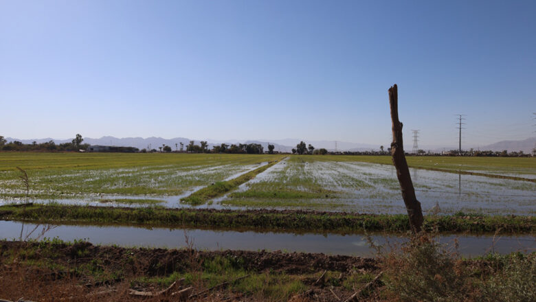 Reporta SADER más de 29 mil hectáreas sembradas de trigo