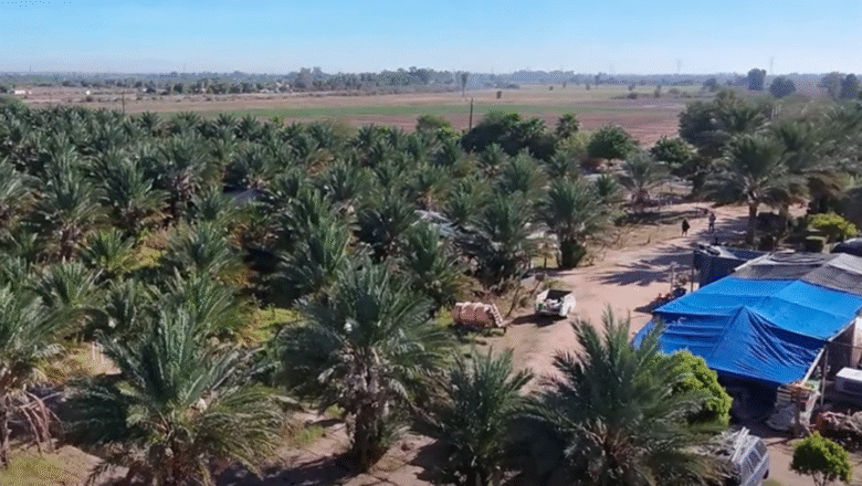 El 8 de noviembre arranca la Ruta del Dátil en el Valle de Mexicali