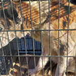 Asegura FGE en Tijuana a 15 perros maltratados