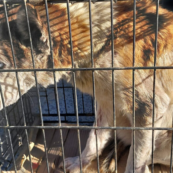 Asegura FGE en Tijuana a 15 perros maltratados