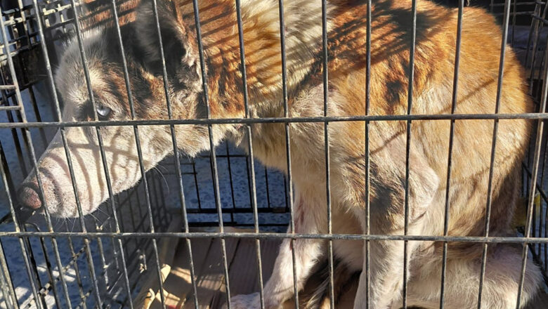 Asegura FGE en Tijuana a 15 perros maltratados