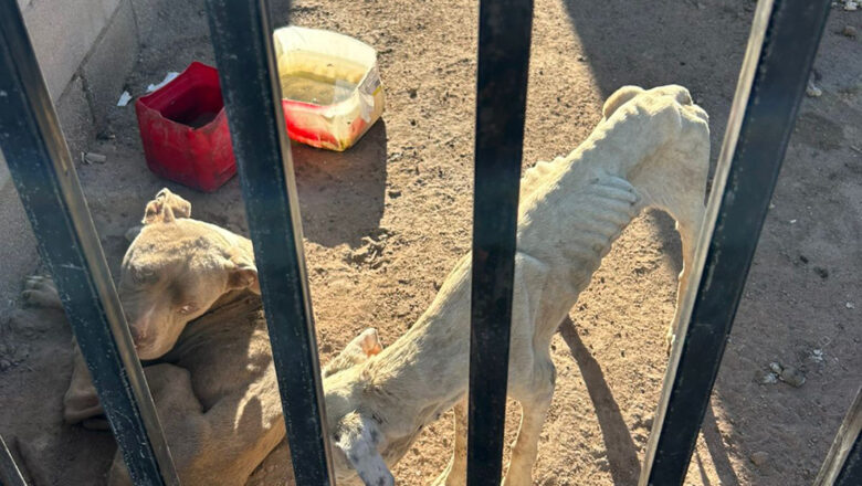 Asegura FGE a dos pitbulls en estado de desnutrición