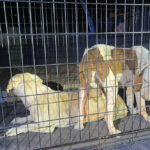 Asegura FGE a dos caninos tras cateo por maltrato animal en colonia Casa Digna