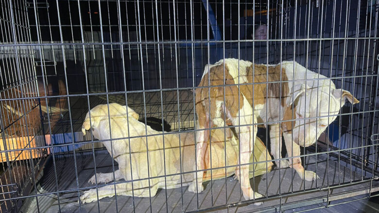 Asegura FGE a dos caninos tras cateo por maltrato animal en colonia Casa Digna