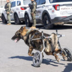 Despiden con honores al agente canino «Vico»
